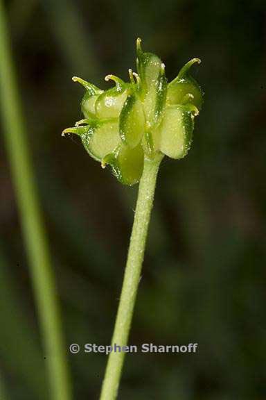 ranunculus occidentalis seed graphic